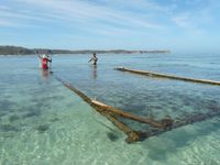 culture des algues lombok