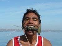 elevage des langoustes lombok