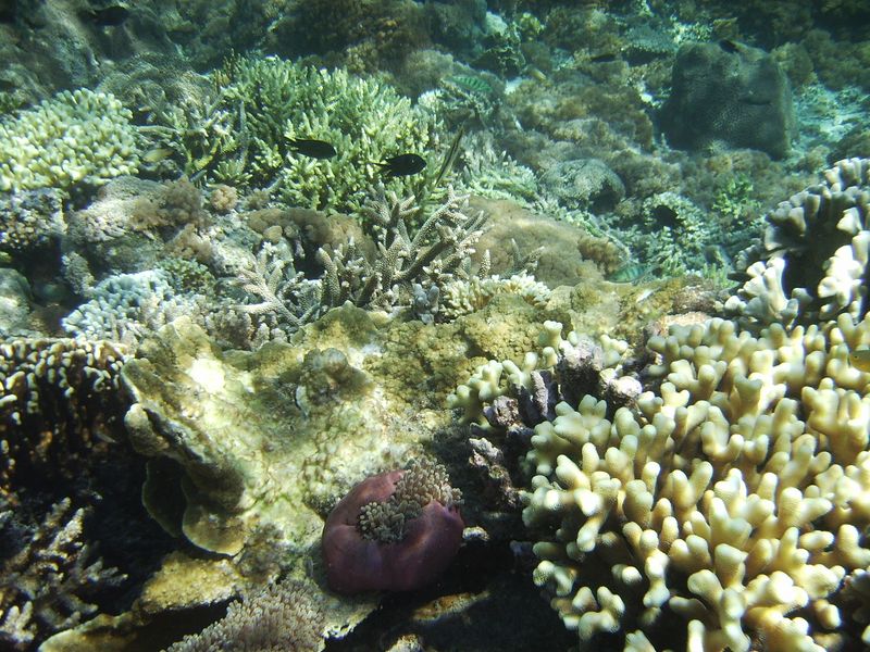 gili lampu