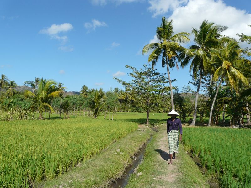 sekotong
